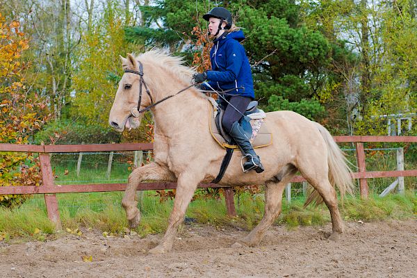 Snowdonia Riding Stables 12th November