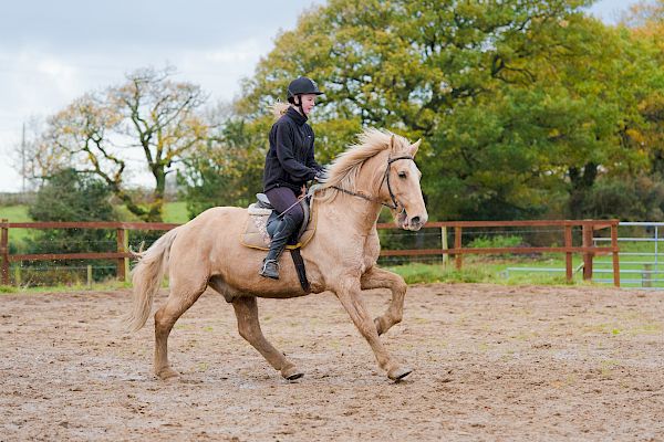 Snowdonia Riding Stables 12th November