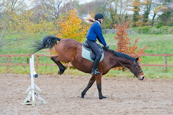 Snowdonia Riding Stables 12th November