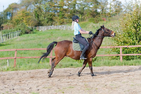 Snowdonia Riding Stables 15th October