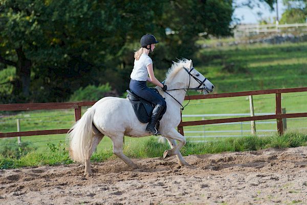 Snowdonia Riding Stables 15th October