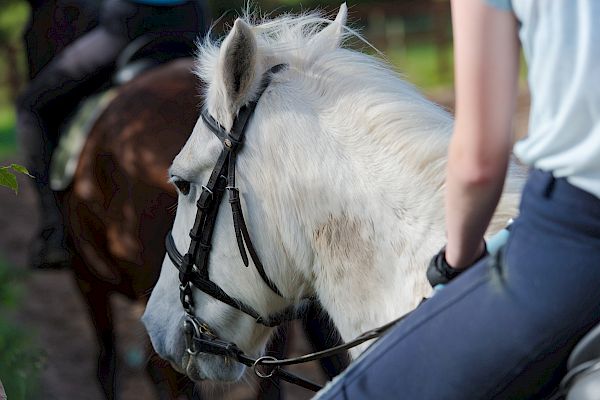 Snowdonia Riding Stables 15th October